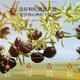 
Fudonghai Black wolfberry 250g Selected authentic middle fruit Qinghai Qaidam with mulberry safflower tea Nutritious and health tea