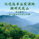 枞大师凤凰鸭屎香单枞茶叶 潮州高山乌龙单从茶