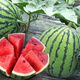 Dayu Lazy Man Watermelon Seed Seedlings Extra Large Suitable for Early Maturing Lazy People in the South 8424 Kirin Melon Meidu Seedless Fruits and Vegetables 8424 Watermelon Seeds 10 capsules