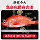 Selling fish Qilang red grouper net weight 3.2 Jin Jin equals 0.5 kilogram -3.4 Jin Jin equals 0.5 kilogram, a total of 2 sea-caught fresh frozen bigeye, whole rich fish
