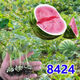 High-yielding watermelon seedlings 8424 Rock Sugar Kirin Melon Sweet King Large Watermelon Seedlings Southern Balcony Potted Small Watermelon Seedlings High Quality 8424 Watermelon Seedlings Carefully Selected 10 Plants, Lots of Fruit + Fertilizer
