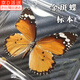 东之天地 真蝴蝶标本收藏生日礼物昆虫摆件拍照学生教学用工艺品道具摆件 金斑蝶1个（带透明盒）