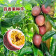 Passion fruit seeds are sown in all seasons, special fruit seeds, eggs, yellow hearts, courtyard balcony potted plants, large fruits, sweet fragrance, three packages (about 100 pieces) Fruit-Passion Fruit