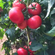 Farmer's Big Pink Tomato Seeds Big Red Four Seasons Woolly Pink Persimmon Seeds Tomato Seedlings Balcony Garden Vegetable Seeds Big Tomato Seeds 666 + Song Fertilizer