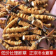 Beijing Tongrentang Quality Cordyceps Lhasa Shipping Authentic Cordyceps Gift Box Pack Broken Cordyceps Dry Gift Gift Box Gift Box 2 1 gram Complete Cordyceps 100 Roots 50 grams in total [Independent Tube Installation]