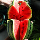 Dayu early spring ruby watermelon seeds rock candy heart 2k potted small watermelon seedlings with soil seedlings suitable for southern planting early spring ruby watermelon seeds 20 capsules early maturing