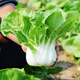 New Snow White Milk Fragrant Cabbage Seeds Baiyu No. 2 Xiangtan Dwarf Cabbage Seeds Potted Field Vegetables Original Factory Packaging Approximately 1532 capsules 1 bag