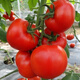 Farmer's Big Pink Tomato Seeds Big Red Four Seasons Woolly Pink Persimmon Seeds Tomato Seedlings Balcony Garden Vegetable Seeds Big Tomato Seeds 666 + Song Fertilizer
