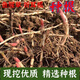 Houttuynia cordata seeds fresh old root seeds with mud and without leaves buds potted vegetable planting roots 1500g