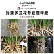 CPAI Japan imports Haokangduo orchid special slow-release fertilizer magic fertilizer orchid clivia orchid flower-promoting plant granular fertilizer orchid dendrobium special 13-11-11+TE-500g No Specifications