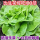 奶油生菜新鲜蔬菜叶菜类生菜生吃凉拌甜脆多汁沙拉 ()奶油生菜-籽籽2包【3888粒】