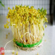 2023 Northeast New Soybean Sprout Special 690 Extremadamente pequeño Natto Natto Pequeños frijoles dorados 1Jin [Jin equivale a 0.5 kg]