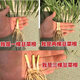 Four-season leek root seedlings, non-long-lasting leek seeds and root seedlings, southern seedlings, Guangdong white root leek 1 pack