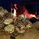 巴纽洛（Hacienda de Banuelos）【原瓶进口】墨西哥梅斯卡尔龙舌兰酒洋酒调酒基酒 马斯帕里略龙舌兰 750mL 1瓶