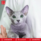 Zhuanmiao Soviet-style purebred Russian blue cat kitten live green-eyed cub domestic pet cat pedigree Russian blue cat