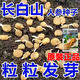 Changbai Mountain ginseng seeds, wild ginseng seeds, easy to grow Chinese medicinal materials in all seasons, easy to live indoor flower pots, ginseng seeds, shipped without buds, 1 bag of selection, about 52 capsules