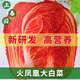 Fire Phoenix Chinese Cabbage Seeds Red Cabbage Seeds are disease-resistant, high-yielding and high in calcium. Orange and Red Cabbage are easy to grow in farmers’ fields. Matched Version. Fire Phoenix Cabbage Seeds. Premium - New Seeds. 10 packs, about 1099 capsules.