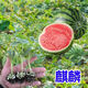 High-yielding watermelon seedlings 8424 Rock Sugar Kirin Melon Sweet King Large Watermelon Seedlings Southern Balcony Potted Small Watermelon Seedlings High Quality 8424 Watermelon Seedlings Carefully Selected 10 Plants, Lots of Fruit + Fertilizer