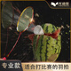 尤迪曼（yodiman）【官方直销】碳中王羽毛球拍单拍全碳素纤维超轻进攻型比赛级款高 4U 碳中王中国红超轻进攻型P9900 YODIMAN-YDM95
