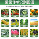 Guoguang Plant Source 2% Benzylaminopurine Rose Citrus Apple Bayberry Flowering and Germination Preservation Cytokinin 200ml