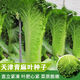 
Tianjin Daqingheat Green Leaf Cabbage Seeds, Autumn vegetables with high yield and disease resistance, Chinese cabbage seeds, high tubes, old cabbage, new seeds, Tianjin Qingheat Leaf Seeds [Recommended] Selected 10 packs, about 15,888 pills