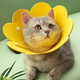 LISM Elizabethan collar for cats and dogs, pet dog and cat headgear collar, S size neck collar, anti-licking and biting neck collar, shame circle, S size, thickened version, suitable for 3-6 Jin Jin is equal to 0.5 kg inner cat