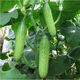 Tangshan Autumn Melon Seeds Fruit Cucumber Flower Melon Balcony Potted Plants for Four Seasons Field Use High-yielding Cucumber Vegetable Seeds Tangshan Autumn Melon Seeds Selection Two Packs About 100