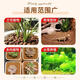 Red jade soil particles for bonsai, large packaging, three volumes and two lines, hard moss climbing pet turtle horned frog, Japanese imported red jade soil 3-6mm, the whole package is about 19Jin, Jin is equal to 0.5kg