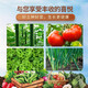 Special soil for growing vegetables on the balcony. Vegetable nutrition soil. Fruit and vegetable gardening. Organic soil. Home vegetable soil. Planting soil. Vegetable soil 20 Jin. Jin is equal to 0.5 kg. Suitable for fruits and vegetables.