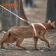 ZOOLAND cat traction rope to prevent break-away, walk large and small kittens, good-looking, lengthened, adjustable I-shaped chest and back, red tea orange L-recommended 5-16 Jin Jin equals 0.5 kg