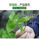 Yang Yuqingtang Qingqian Liu Tea Leaf Growing Authentic Qingqian Liu Tea Tender Sweetless Golden Qian Liu Specialty Grade Zhangjiajie Original Leaf Tender Leaf 500g Bag