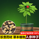 Changbai Mountain ginseng seeds, wild ginseng seeds, easy to grow Chinese medicinal materials in all seasons, easy to live indoor flower pots, ginseng seeds, shipped without buds, 1 bag of selection, about 52 capsules