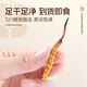 
Yuanjiang grass Cordyceps Cordyceps King 2-3 roots/g10g 25~30 roots Cordyceps gift box for elders and parents