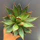 Qiuying Agave Taki Lei