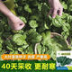 【可越冬】大叶菠菜种子散装菠菜籽四季播耐寒秋冬季蔬菜种子 【抗热+】大叶菠菜种子(高發芽率 原厂精装种子2袋2694粒