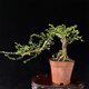 
Si Jie Hainan Xianglan bonsai precious tree species blooming and fragrant Bolan outdoor balcony novice planting and raising potted plants 829 Cliff Xianglan does not include pots