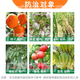 Guoguang 40% ethephon ripening agent tomato cotton persimmon rice banana mango rubber tree ripening and yield increasing regulator 1000g*1