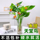 Hydroponic bird of paradise potted flower plants indoor living room green plant surface Strelitzia reginae absorbs formaldehyde and is easy to feed in all seasons. High-quality hydroponic bird of paradise 40-50 cm 3 trees