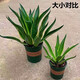 秋颖金边龙舌兰盆栽 多肉植物 虎皮兰绿植花卉好养 大颗金边龙舌兰35-40CM左右 原土发货（耐旱植物易养活）