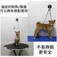Suican pet grooming sling, lanyard, suction cup, grooming table, wire sling, dog shaving and bathing, fixed, anti-falling rope, suction cup wire model, recommended 30 Jin Jin equal to 0.5 kg, 1 beauty sling
