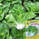 New Snow White Milk Fragrant Cabbage Seeds Baiyu No. 2 Xiangtan Dwarf Cabbage Seeds Potted Field Vegetables Original Factory Packaging Approximately 1532 capsules 1 bag