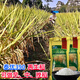 Fragrant rice type rice seeds with slender grains, Taiyou 390, short stems, lodging resistance, wide adaptability and high yield. Taiyou 390 rice seeds 1 Jin Jin equals 0.5 kg.