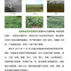 Kludong 24 Tianzhu Mountain new seedlings Trichosanthes melon seedlings No. 9 seedlings No. 20 seedlings Trichosanthes melon seedlings Chinese medicinal materials hanging melon seed seedlings Gualou seedlings No. 9 female seedlings/10 plants + 1 male seedlings