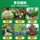 Plant easy imidacloprid insecticide granules for gardening potted orchids and succulent general soil insecticide and insect repellent small white medicine