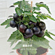 Tomato seeds, dwarf small tomatoes, tomato seedlings, potted plants, balcony potted vegetables and fruits, sown in all seasons, dwarf black tomatoes, 52 pieces selected ++