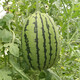 Jingyan watermelon seeds super sweet small watermelon Jingxin 8424 rock sugar unicorn melon Academy of Agricultural Sciences watermelon seedlings lazy melon seeds Jingmei 2K small watermelon 5g