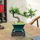Fujian Tea Posse Plant Floating Branches Green Plantes intérieures Plante de pot Falai