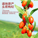 Ning'anbao authentic Ningxia wolfberry, non-smoked sulfur dyeing, large fruit wolfberry, Ningxia wolfberry 250g, 1 can [Excellent medium fruit]