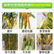 艾尚棵富贵竹营养液黄叶土培水养水培绿植物专用通的营养液花肥料怎么用 买2 送1【发3瓶】