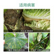 Bonsec 6% kasugamycin fruit tree rice blast biopesticide broad spectrum fungicide